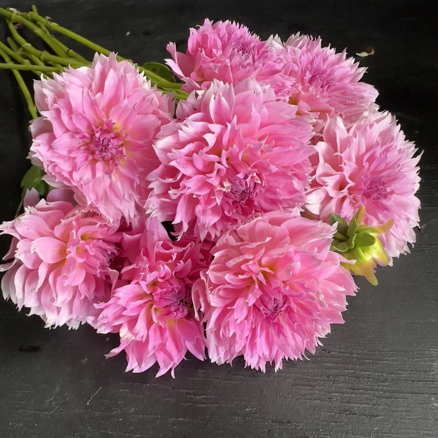 Lee's Dragonfruit Fizz Dahlia — GOLDENROD GARDENS